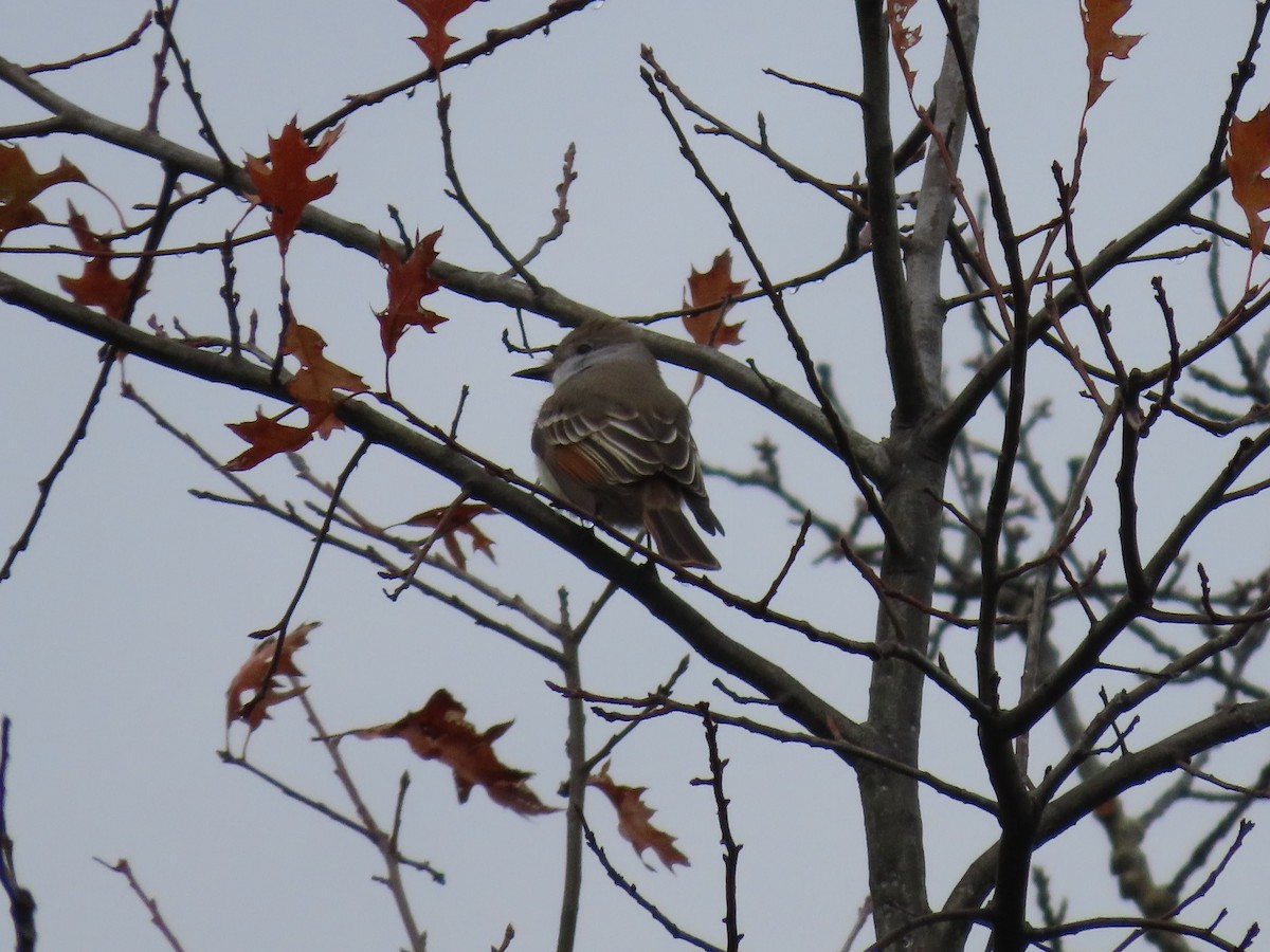 Ash-throated Flycatcher - ML645691517