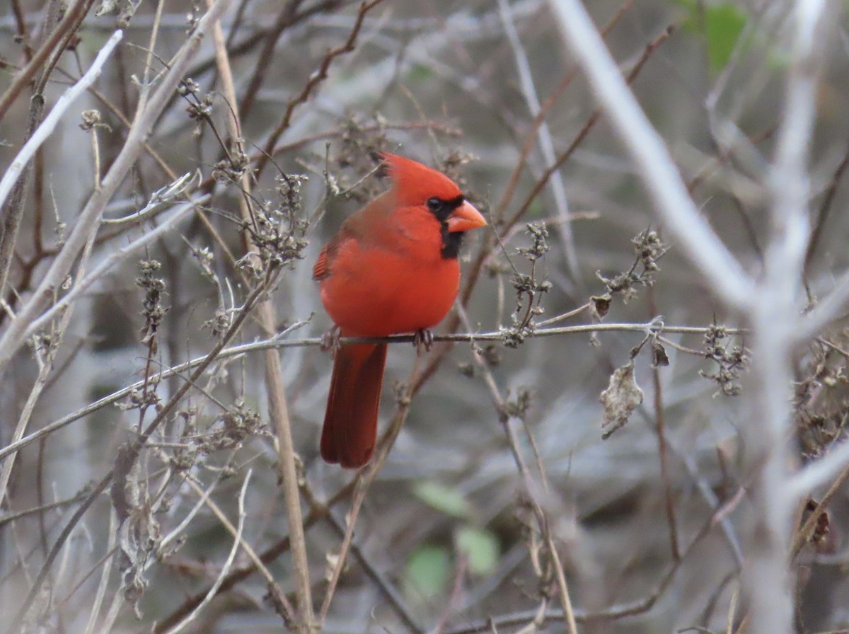 Cardinal rouge - ML645691518