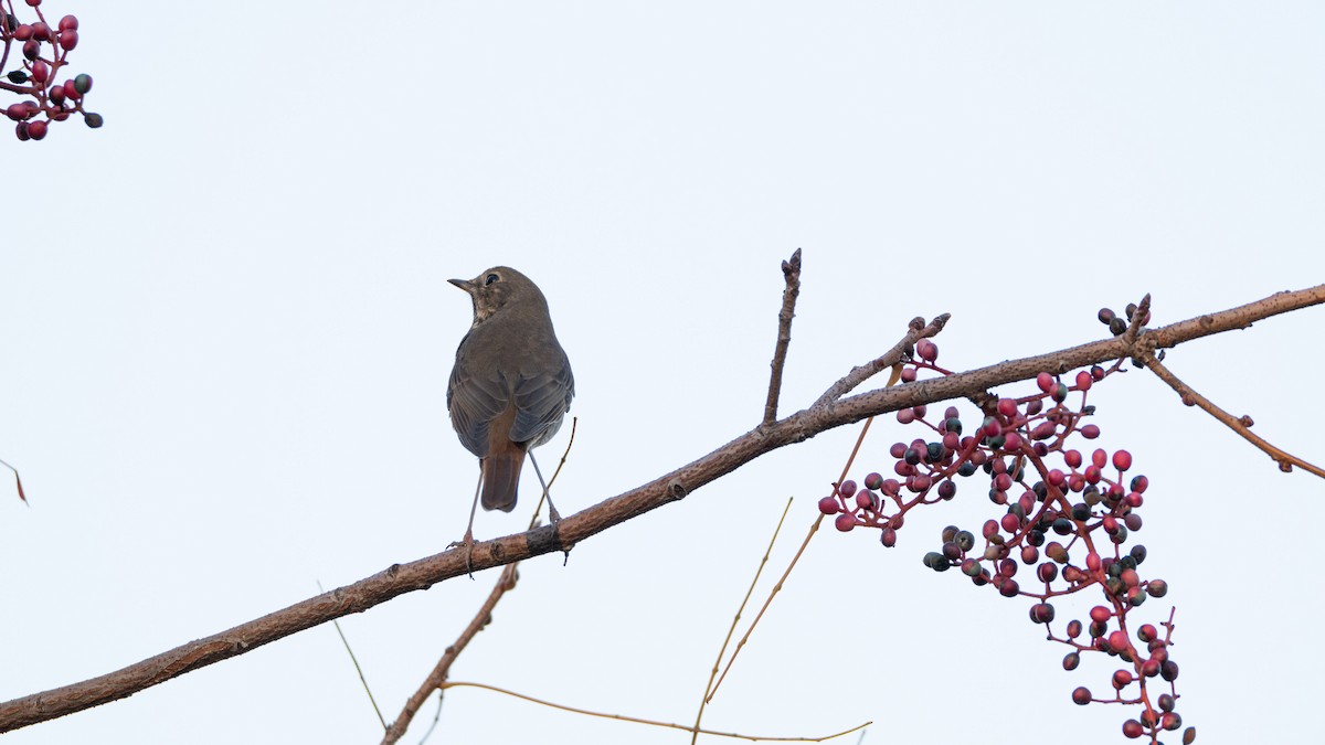 Grive solitaire - ML645691525