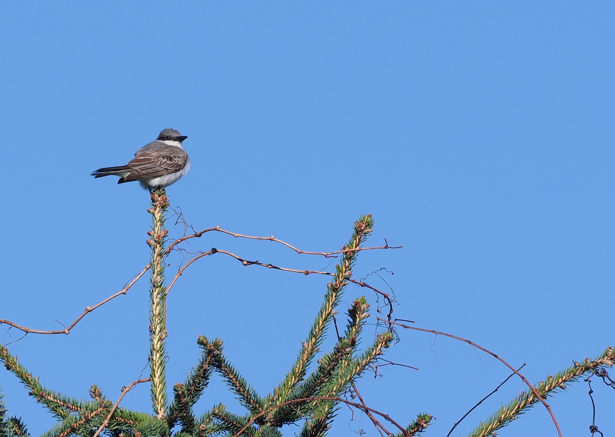 Gray Kingbird - ML645691542