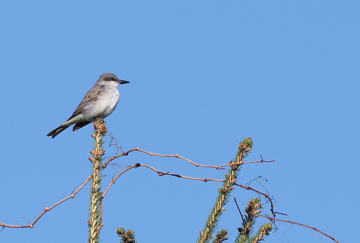 Gray Kingbird - ML645691556