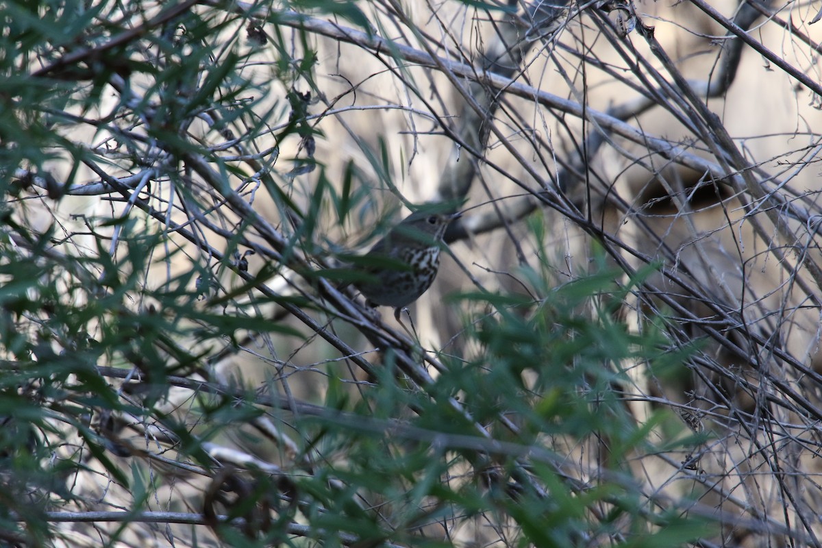 Grive solitaire - ML645691563