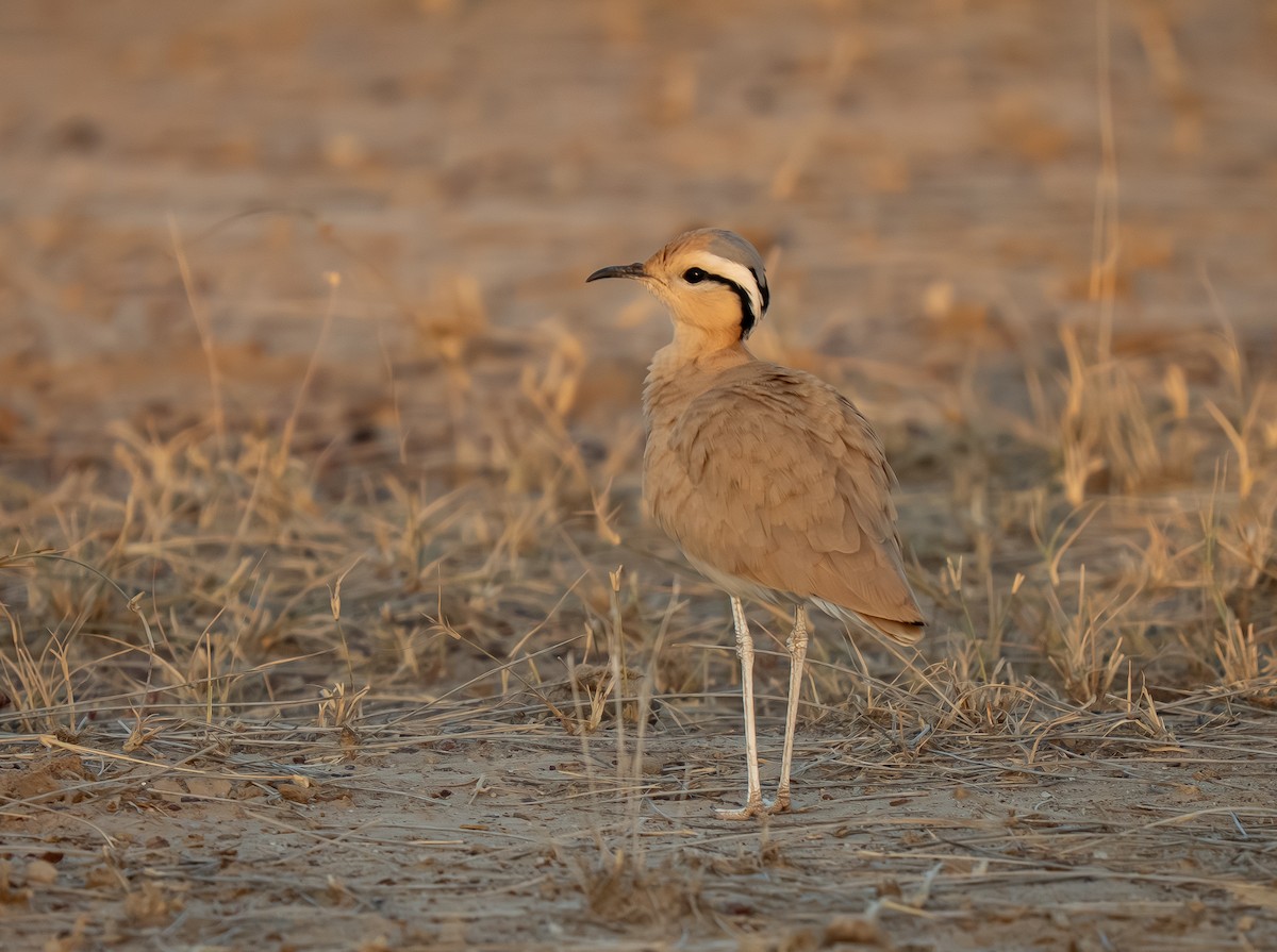 Cream-colored Courser - ML645691568