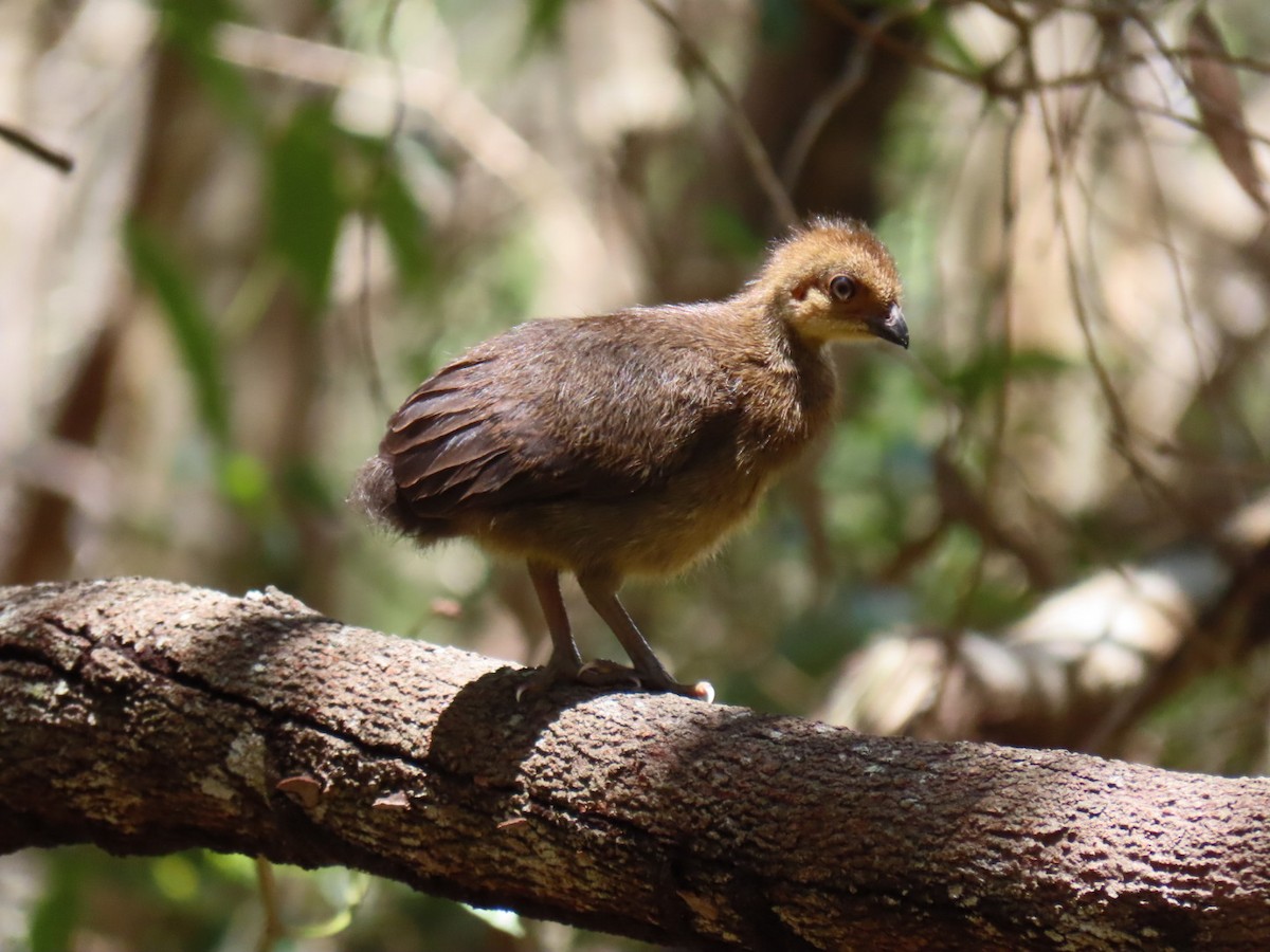 tabon brunátný - ML645691600