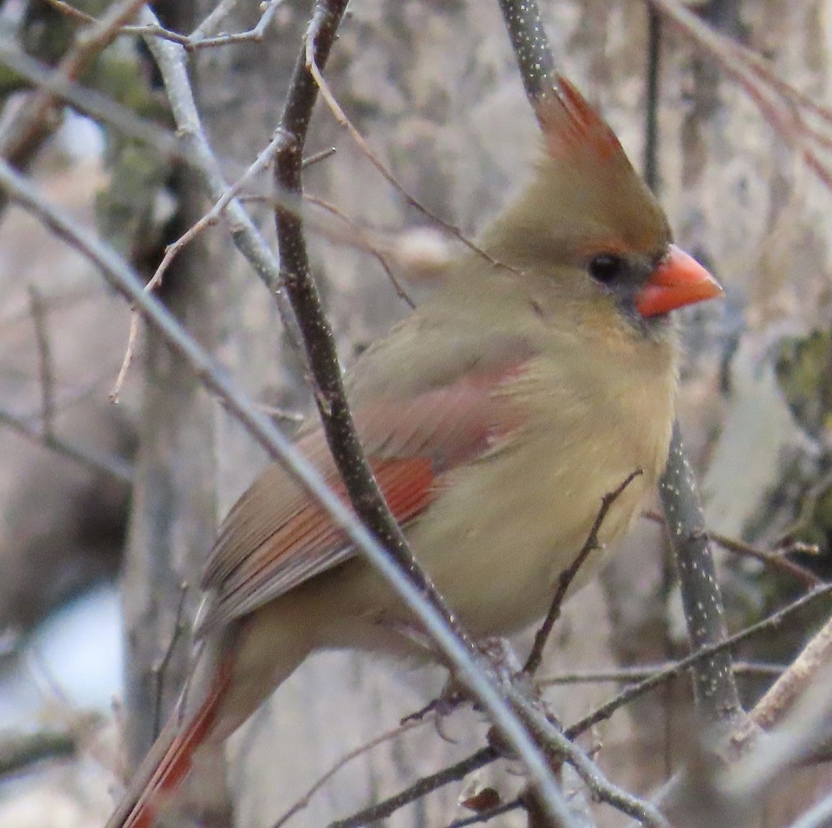 Cardinal rouge - ML645691604