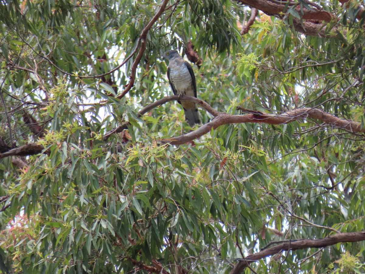 aviceda hnědohřbetá - ML645691610