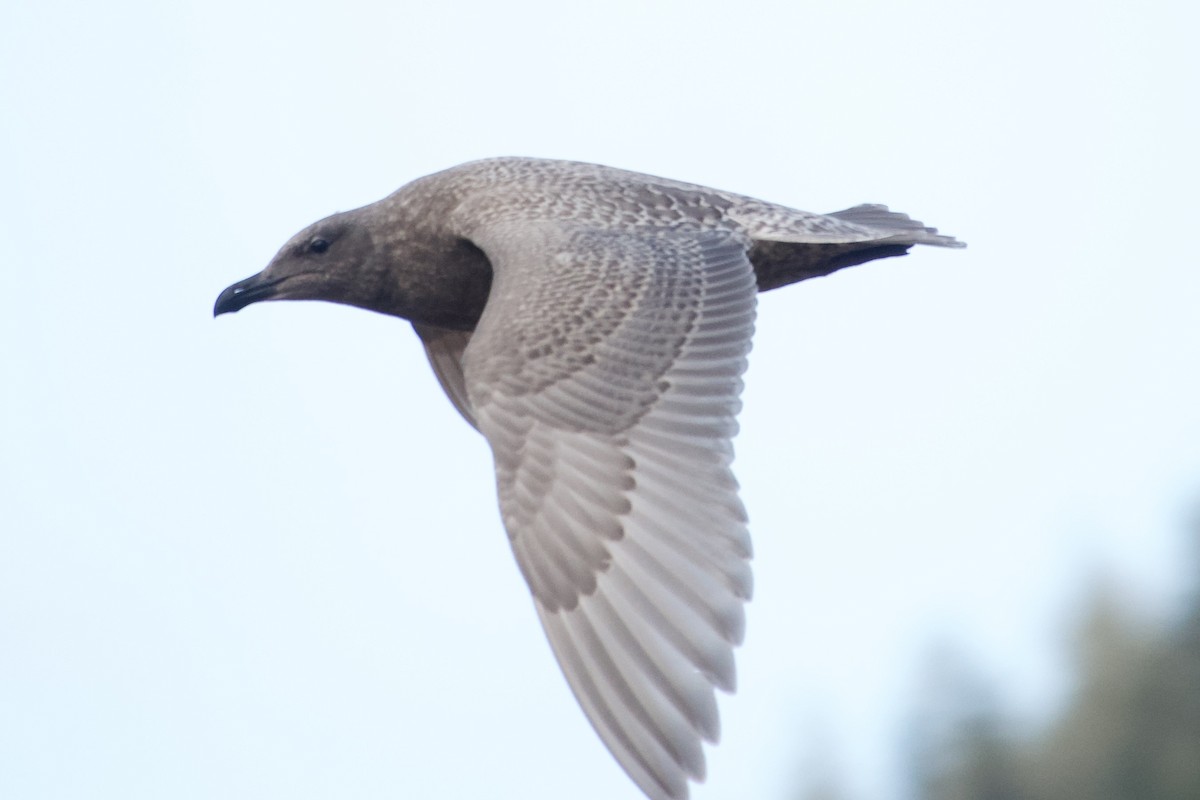 Iceland Gull (Thayer's) - ML645691614