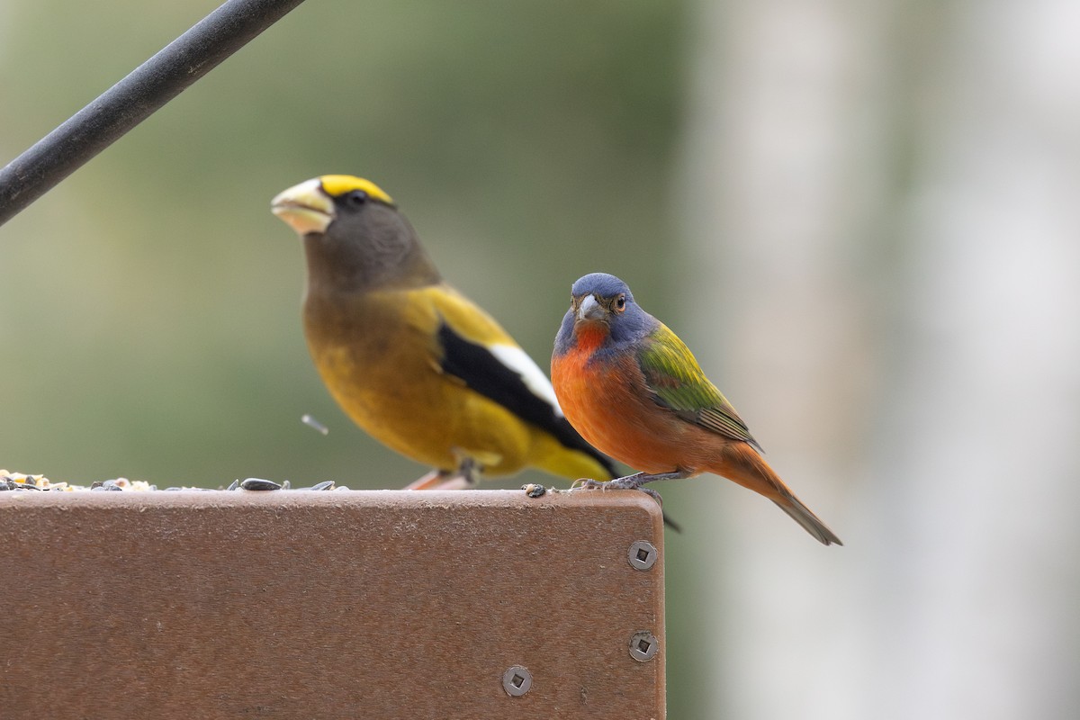 Painted Bunting - ML645691616