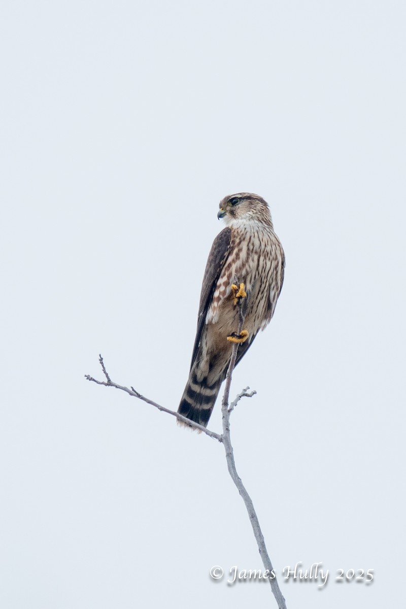 Merlin - ML645691622