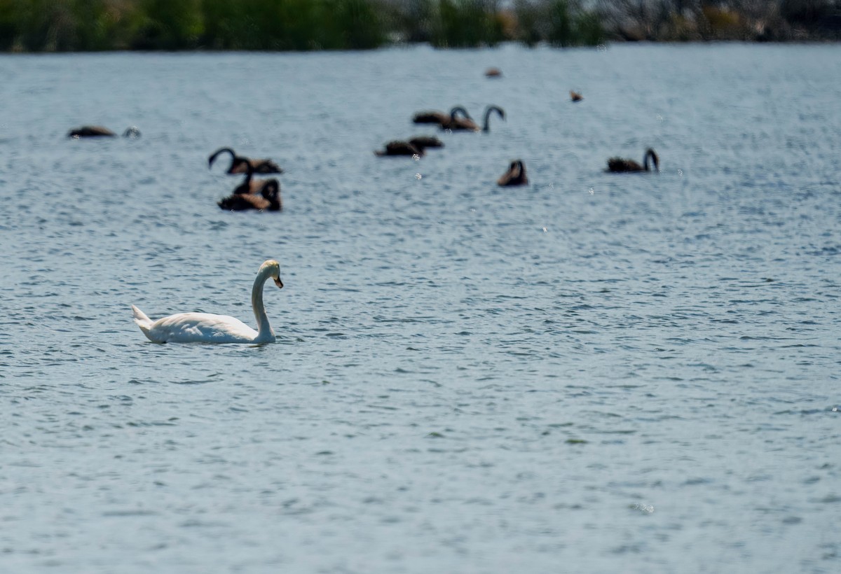 labuť velká - ML645691627