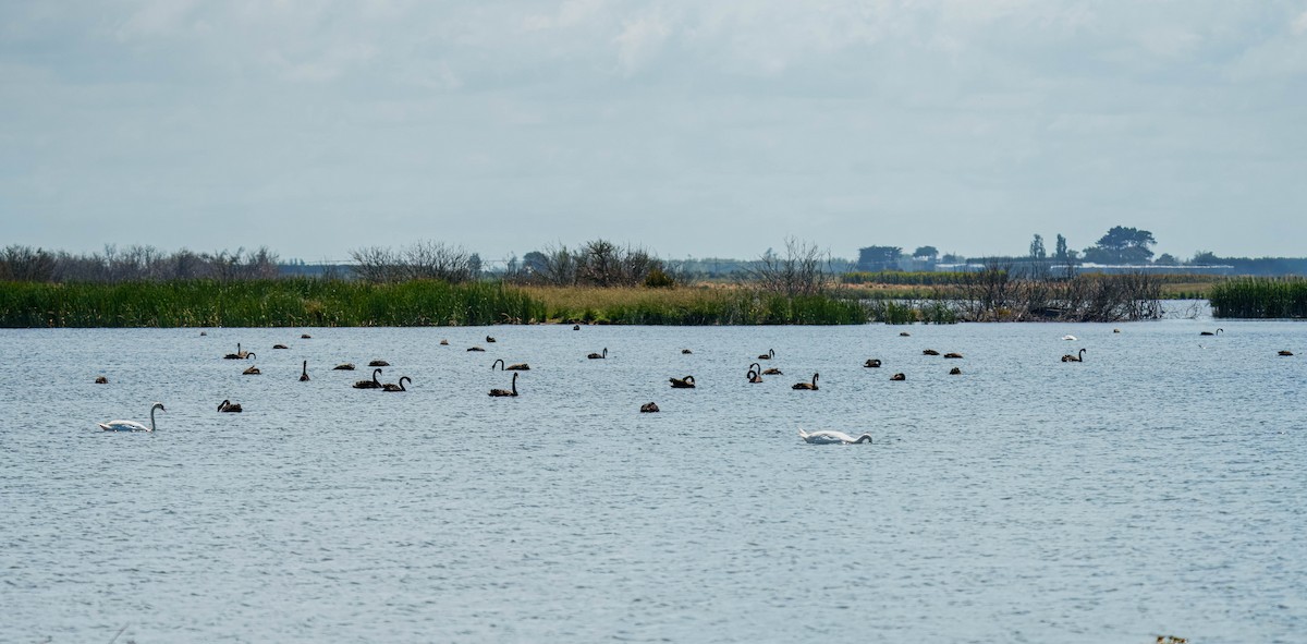 labuť černá - ML645691635