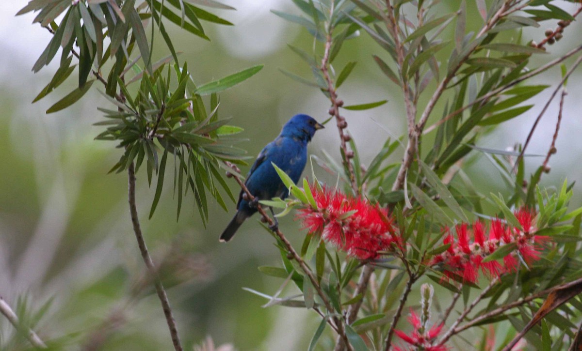 Индиговый колорин - ML645691644