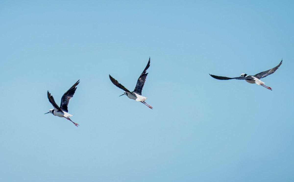 pisila bělohlavá - ML645691645