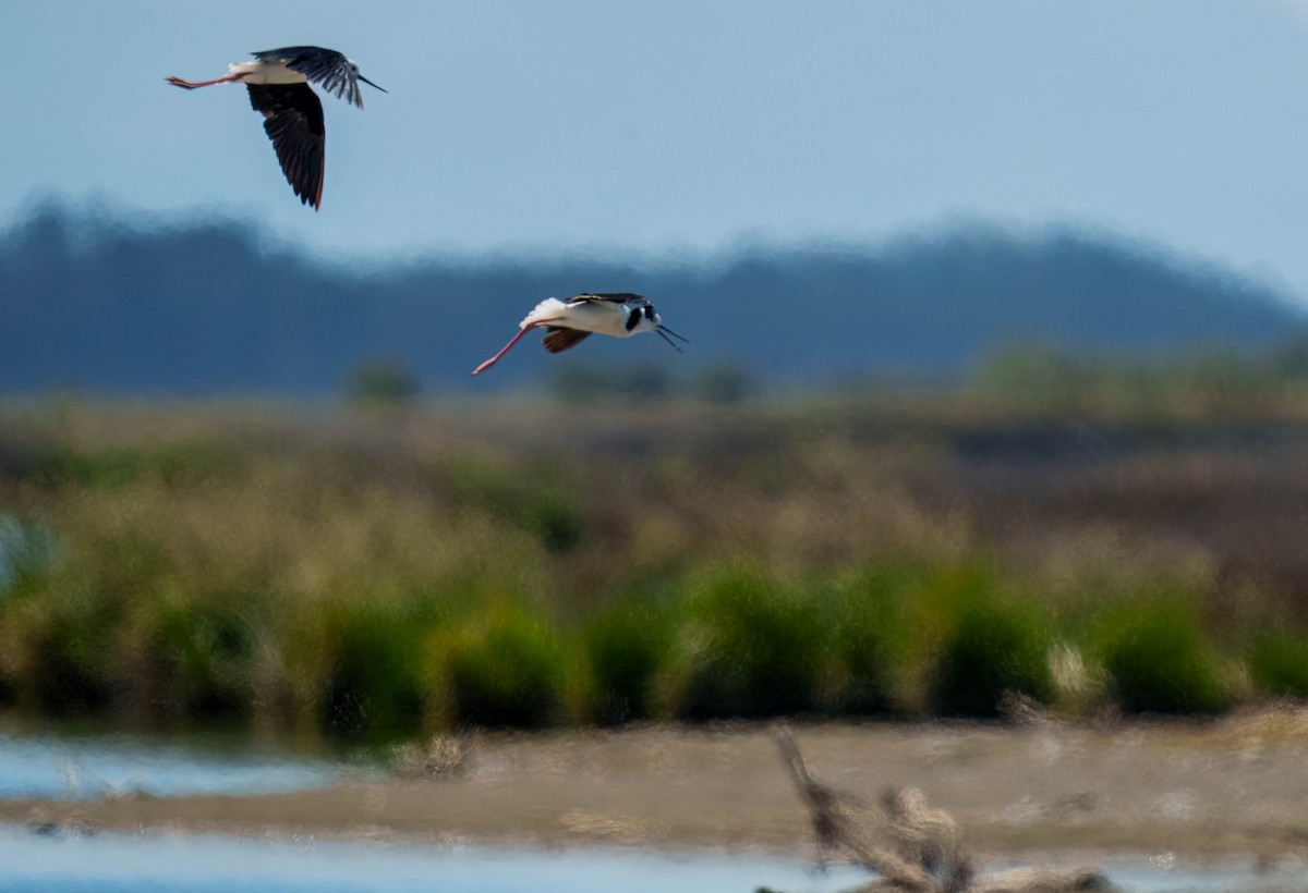 pisila bělohlavá - ML645691646