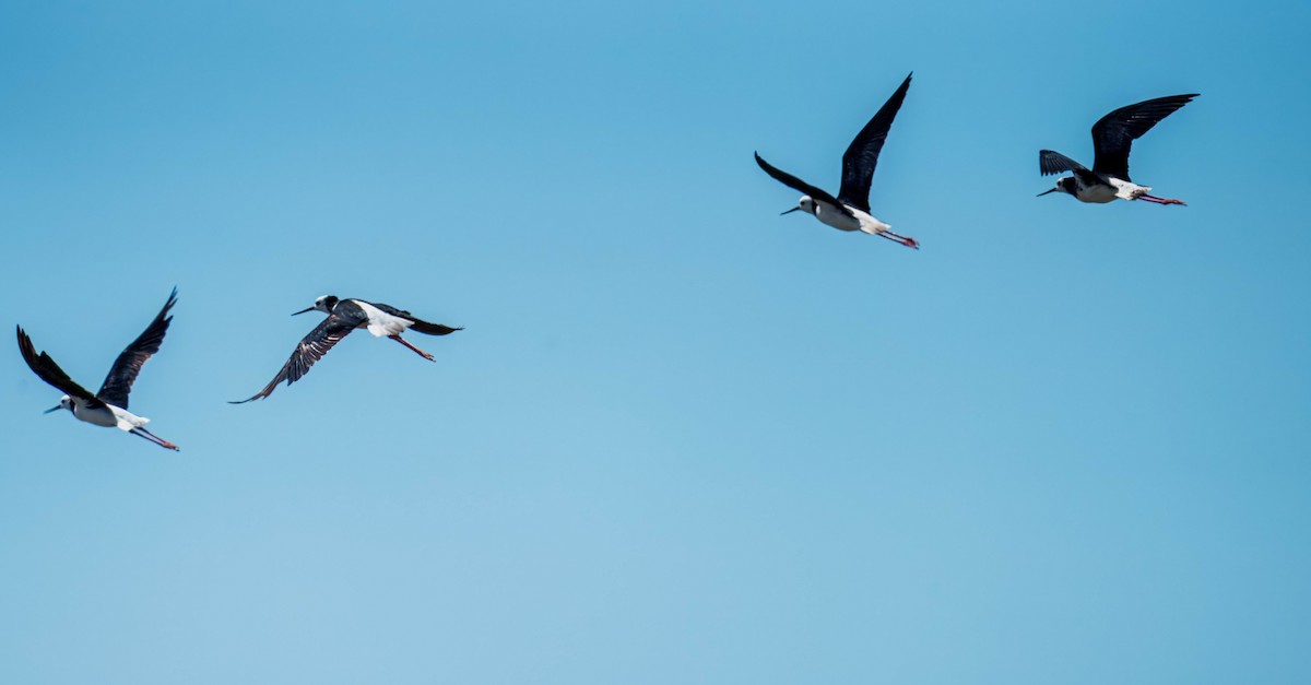 pisila bělohlavá - ML645691647