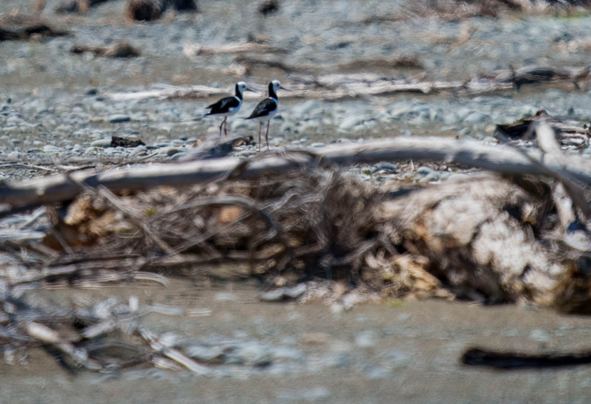 pisila bělohlavá - ML645691648