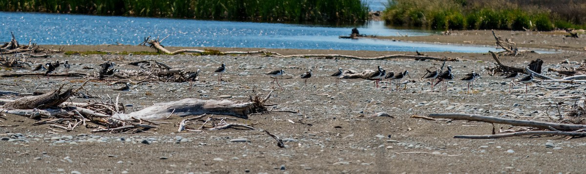 pisila bělohlavá - ML645691649