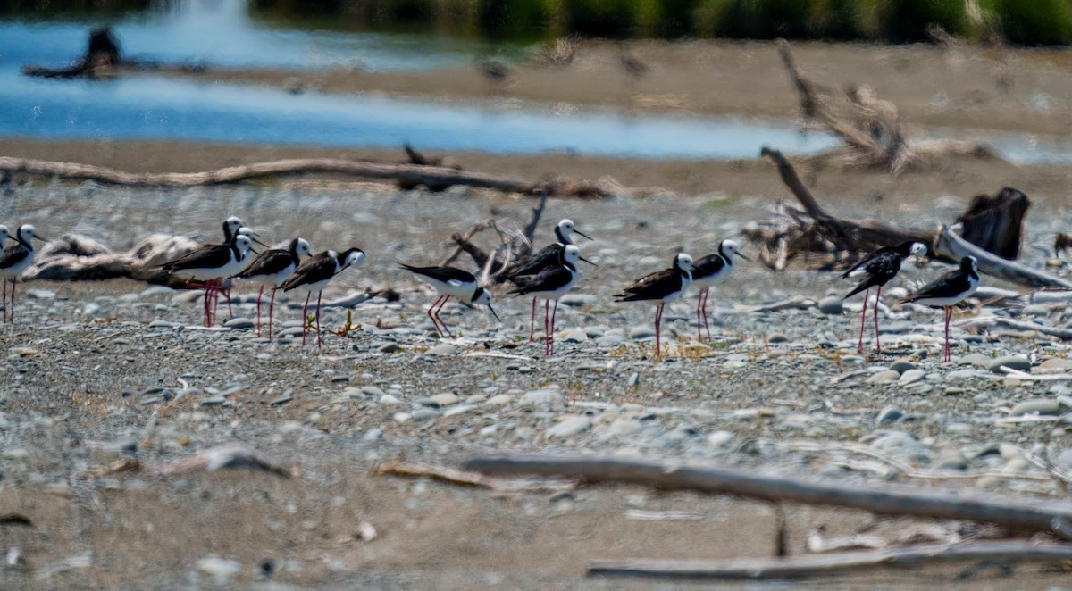 pisila bělohlavá - ML645691650