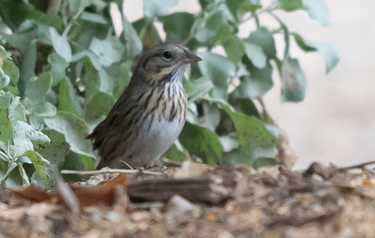 Lincoln's Sparrow - ML645691656