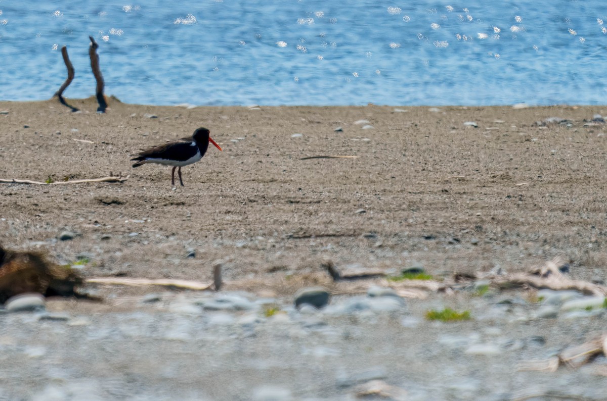 ústřičník jižní - ML645691657