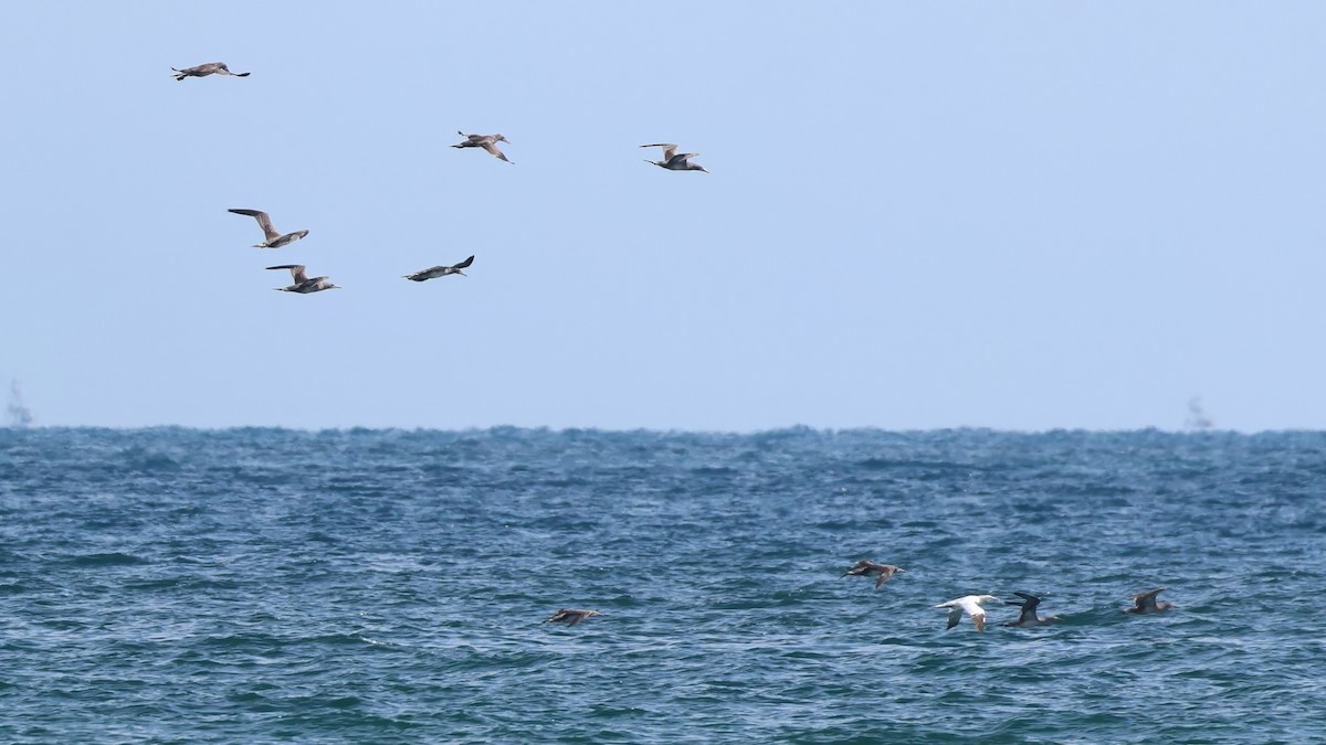 Northern Gannet - ML645691662
