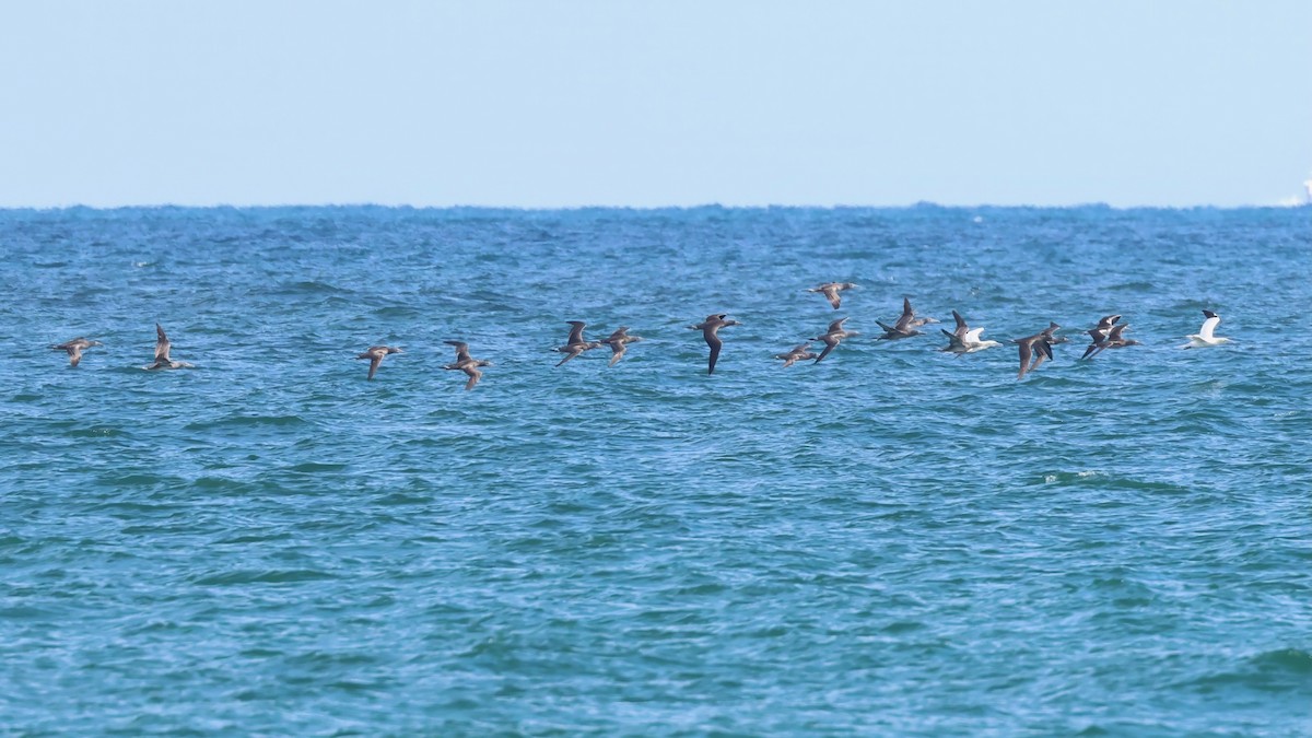 Northern Gannet - ML645691665