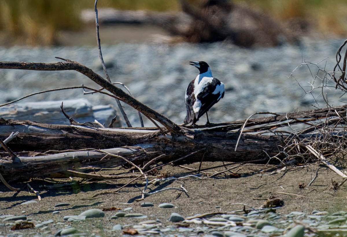 flétňák australský - ML645691668