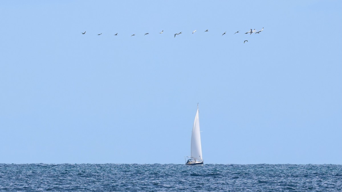 Northern Gannet - ML645691673