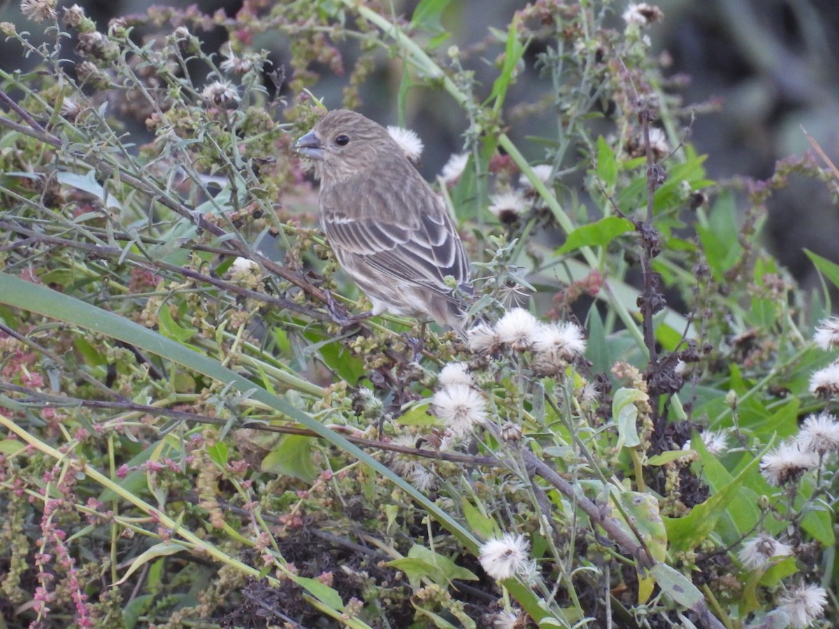 Roselin familier - ML645691677