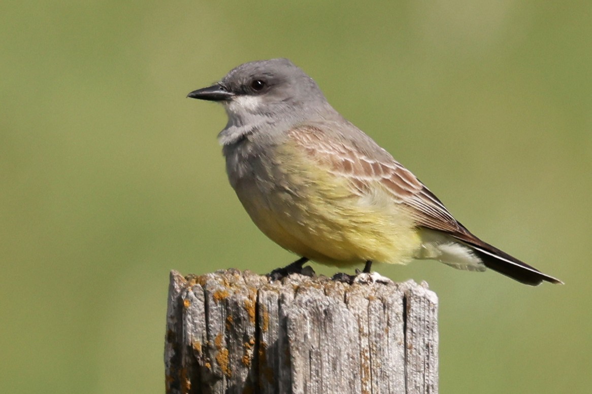 Cassin's Kingbird - ML645691697