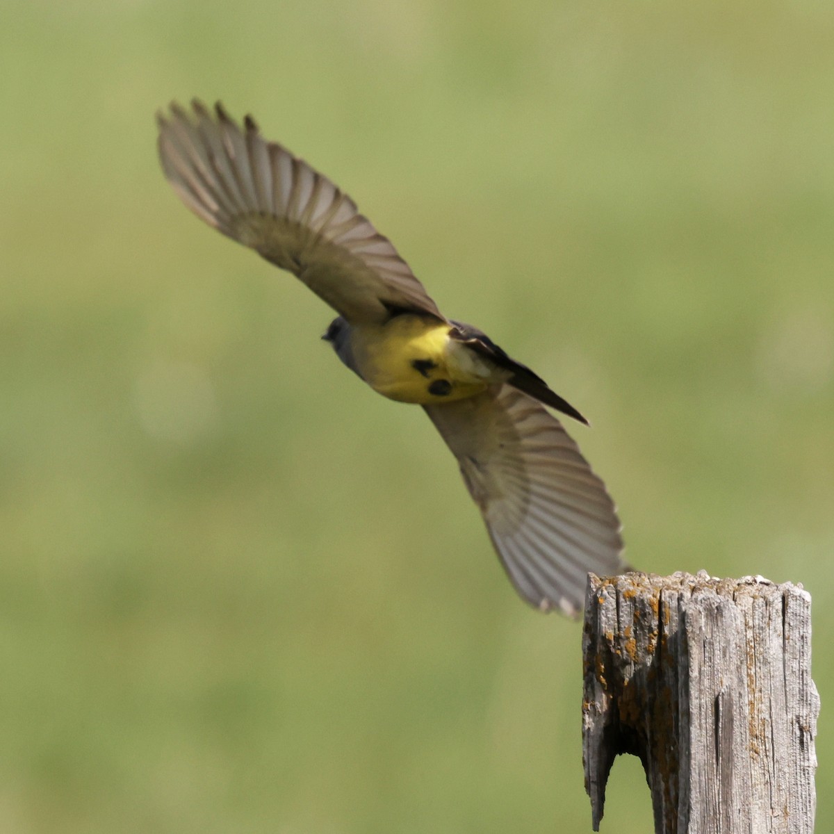 Cassin's Kingbird - ML645691698