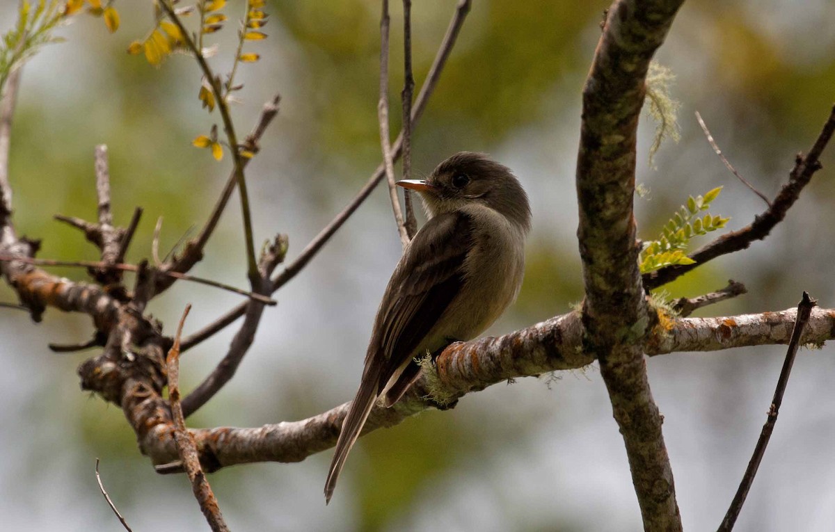 Jamaican Pewee - ML645691701