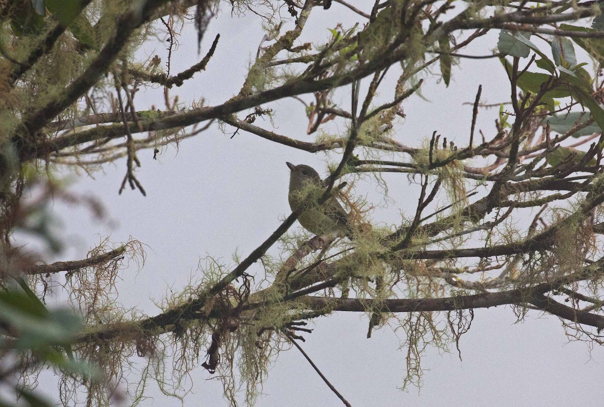 Blue Mountain Vireo - ML645691713