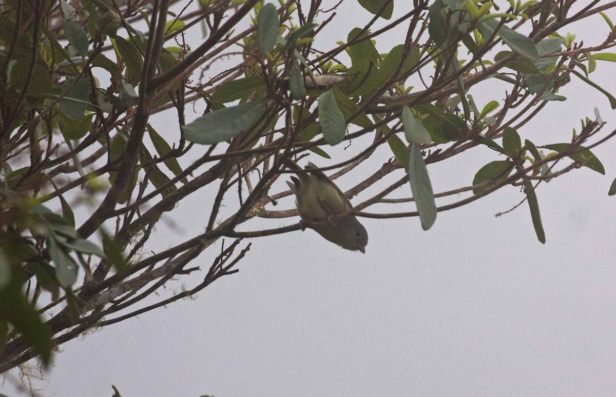 Blue Mountain Vireo - ML645691714