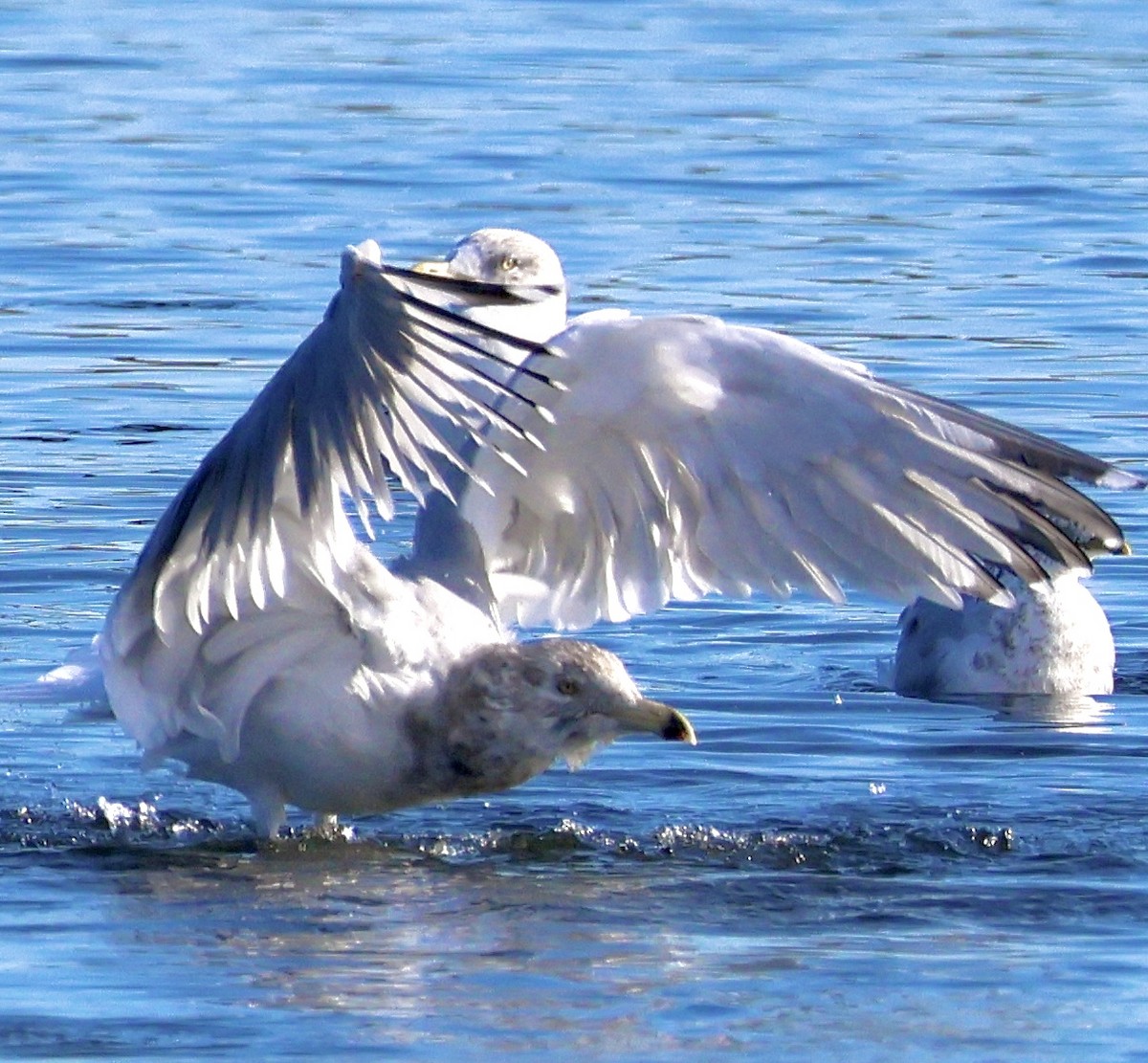 American Herring Gull - ML645691715