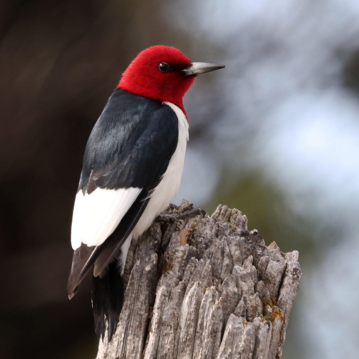 Red-headed Woodpecker - ML645691716