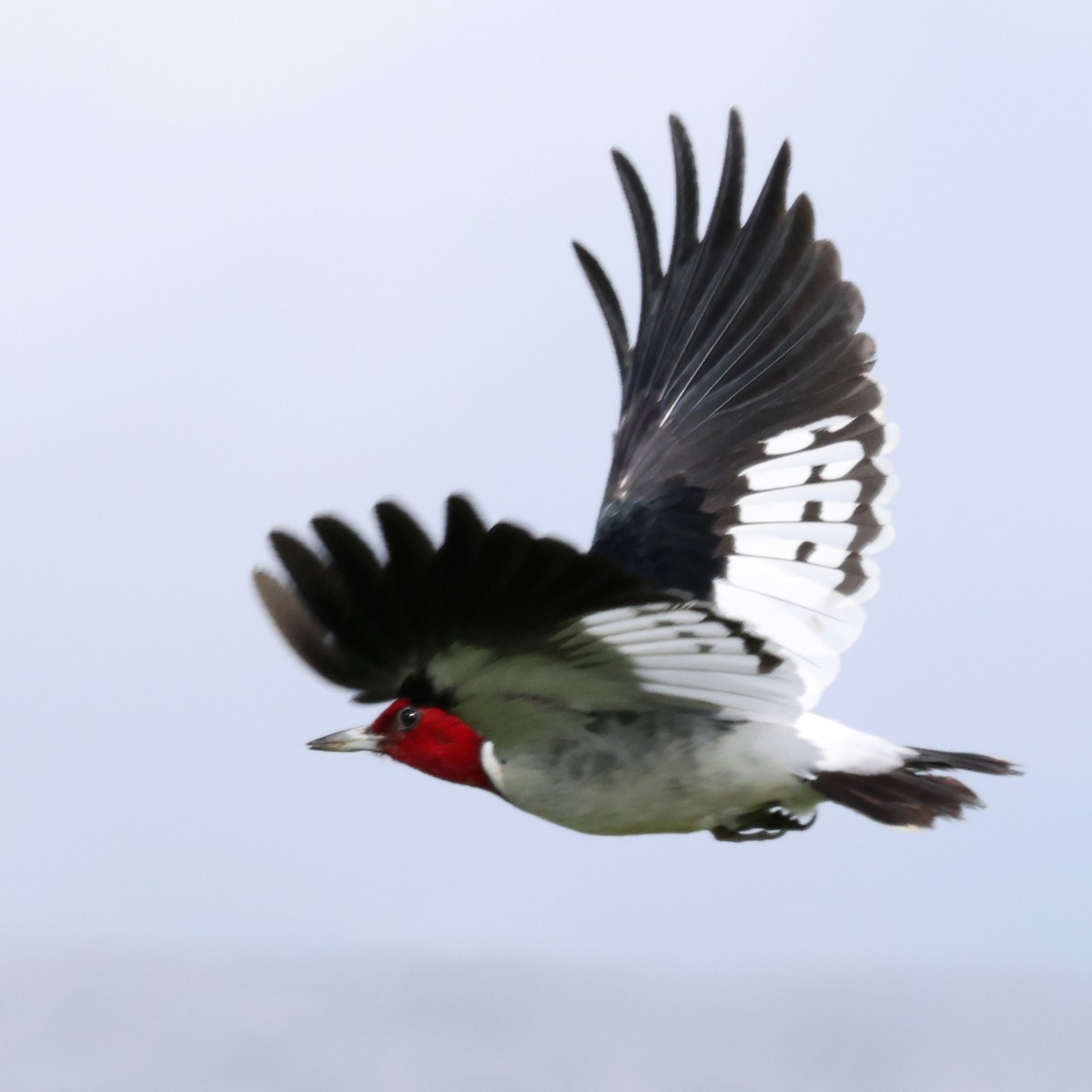 Red-headed Woodpecker - ML645691717