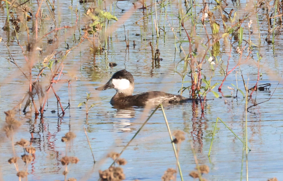 kobberand - ML645691723