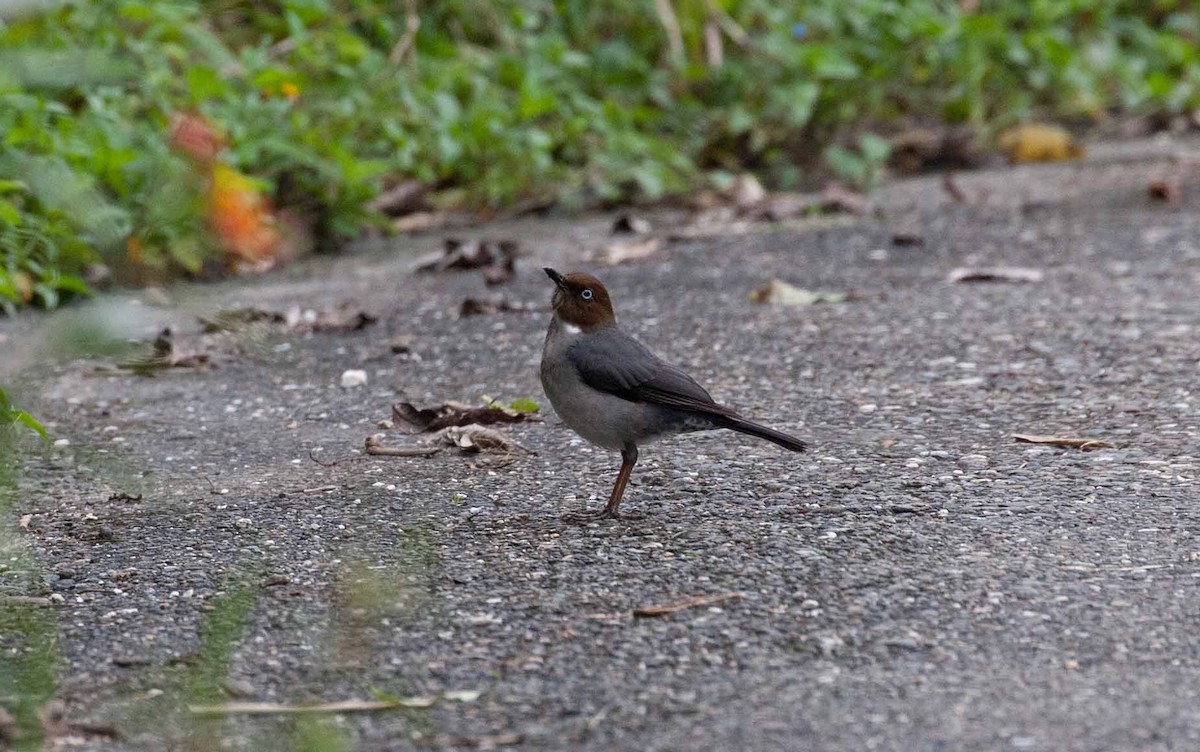 White-eyed Thrush - ML645691742
