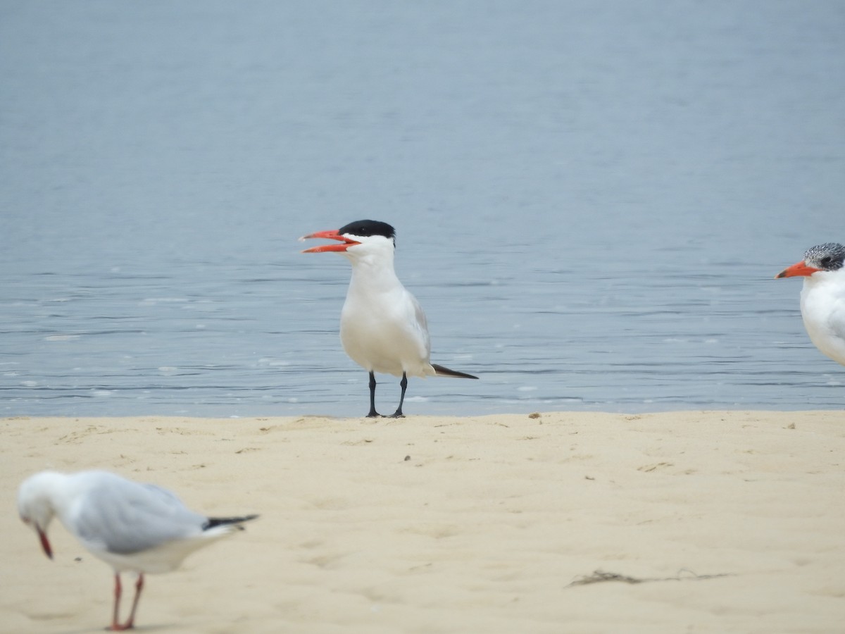 Caspian Tern - ML645691744