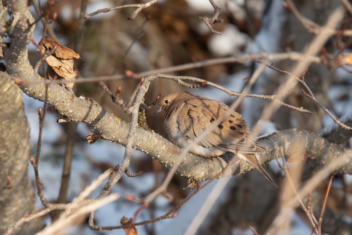 Mourning Dove - ML645691756