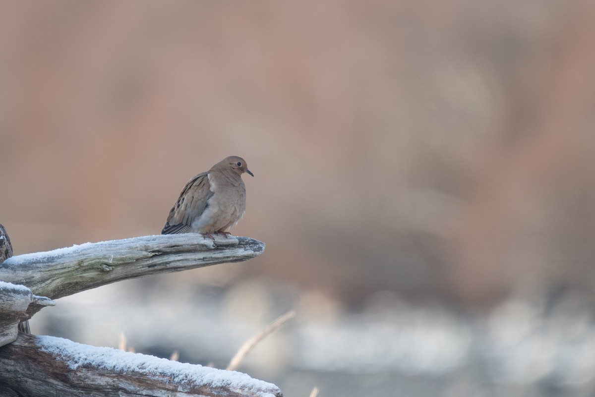 Mourning Dove - ML645691757