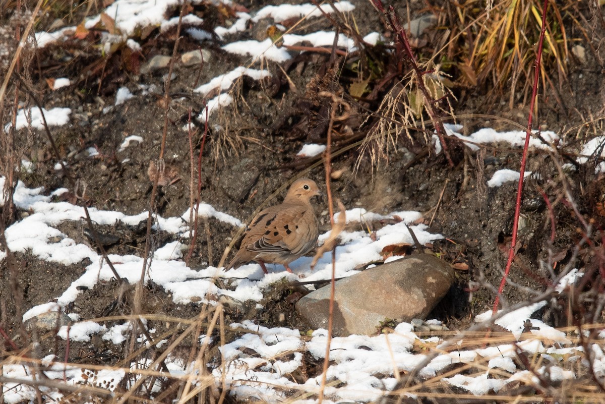 Mourning Dove - ML645691758
