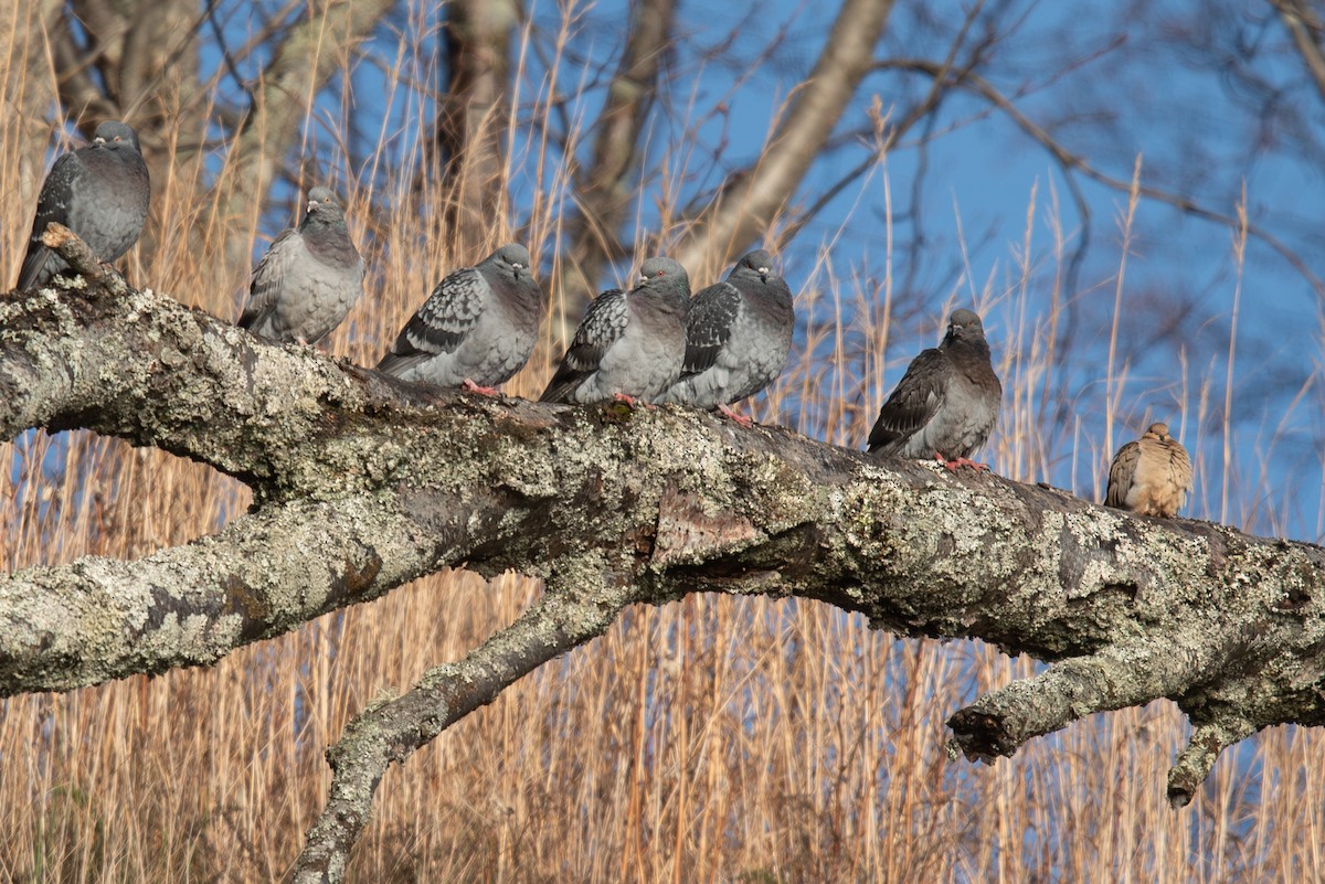 Mourning Dove - ML645691759