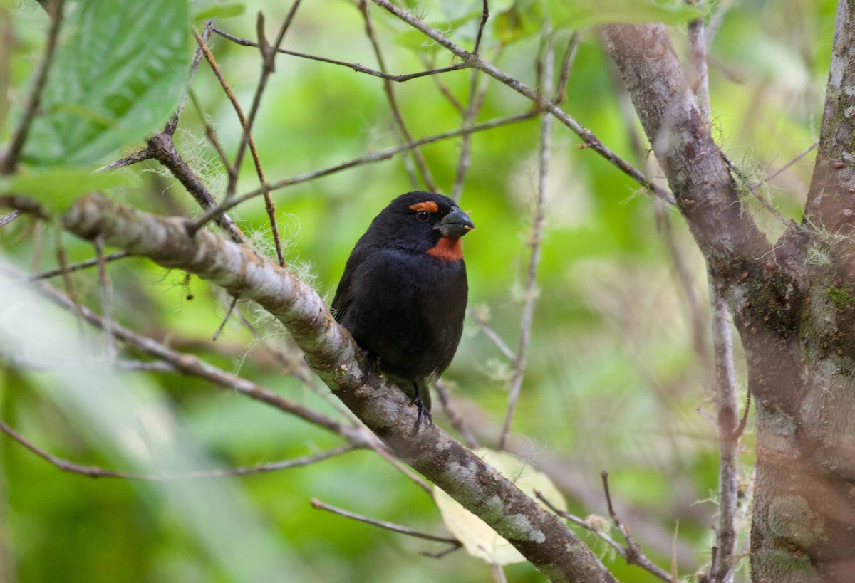 Greater Antillean Bullfinch - ML645691763