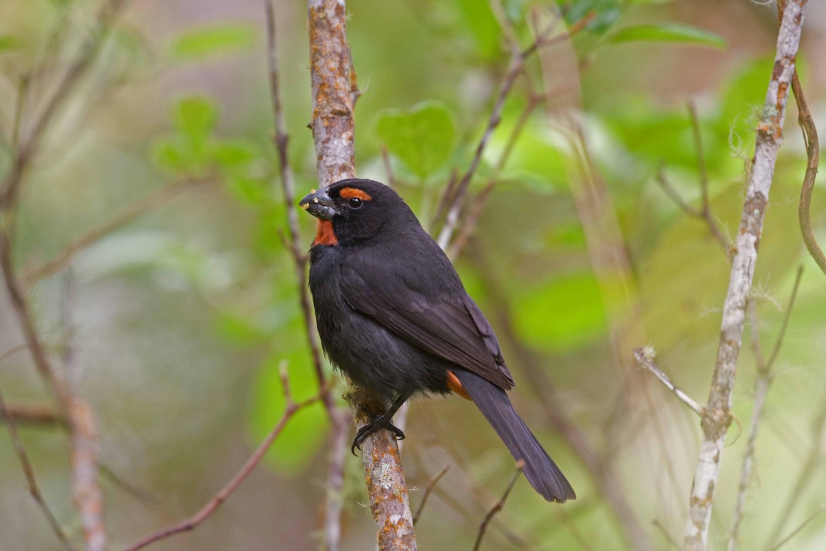 Greater Antillean Bullfinch - ML645691764