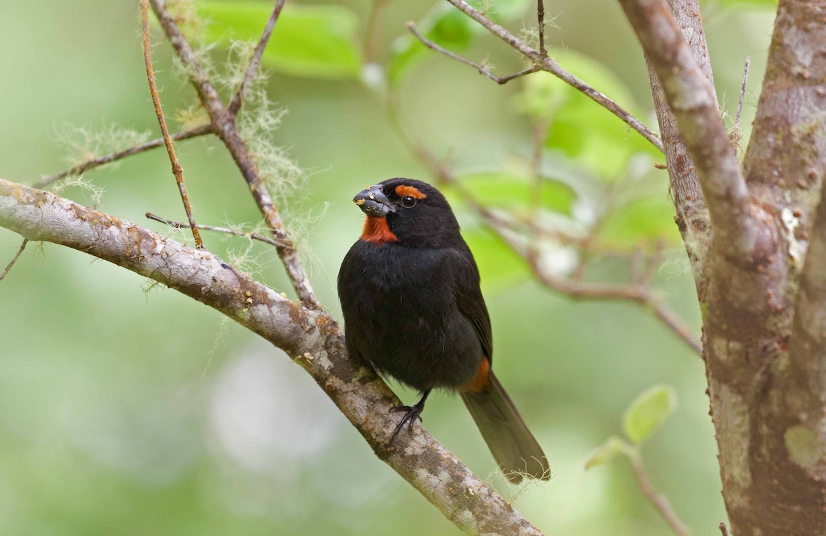 Greater Antillean Bullfinch - ML645691765
