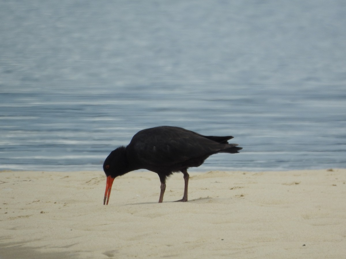 Sooty Oystercatcher - ML645691766