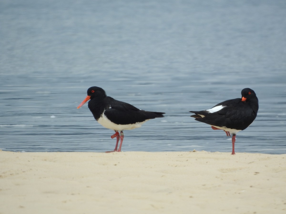 Pied Oystercatcher - ML645691767