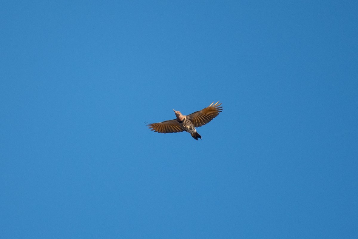 Northern Flicker - ML645691768